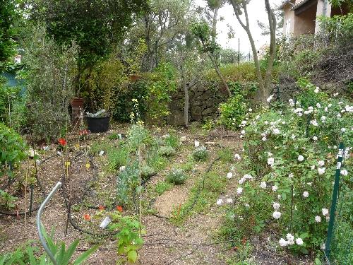 Potager à mi-mai 09 : développement et semis Potager à mi-mai 09 : développement et semis