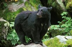 Trésors de la faune canadienne: l'ours noir