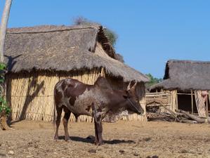 MADAGASCAR 4: descente de la Tsirinbihine en pirogue (suite)