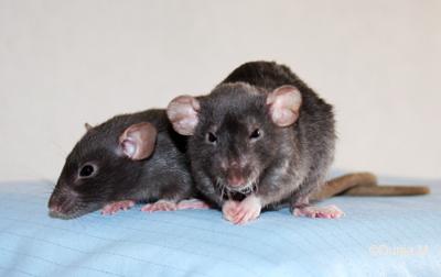 Les bébés de Harina (suivi de la portée) 28509lajavmera22mai.1243589082.jpg