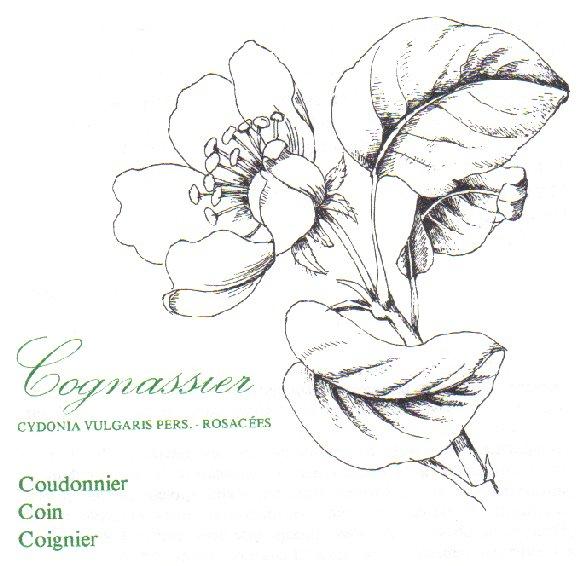 cognassier,cydonia vulgaris,rosacees,coudonnier,coin,coignier