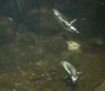 Comment fait un manchot pour distancer un adversaire ? vidéo manchot pet sous eau