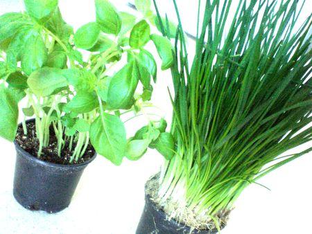 Herbes arômatiques fraîches dans la cuisine ! herbes_aromatiques