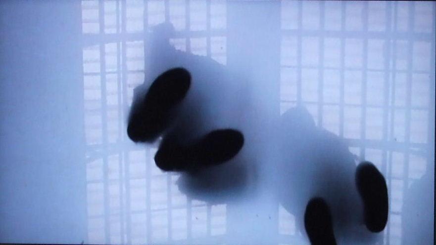 Perrine Lacroix Pas Perdus Montrouge 2009 montrouge021b.1243622418.JPG