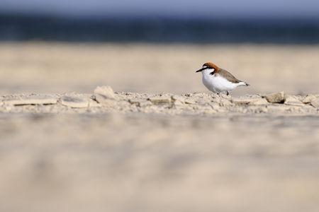 Red_capped_Plover_0002