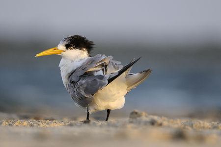 Crested_Tern_0024