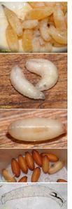 mouches-larvae.jpg