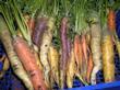 carottes variées