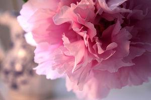 Interview Thierry Pastor début juin pivoine