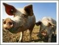 Although pigs are among the cleverer of farm animals, they have to be taught how to be good mothers.jpg