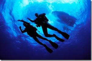 Scuba-divers-782083
