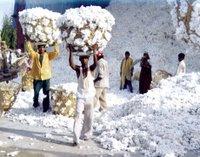 VOYAGE AUX PAYS DU COTON VOYAGE AUX PAYS DU COTON