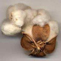 VOYAGE AUX PAYS DU COTON VOYAGE AUX PAYS DU COTON