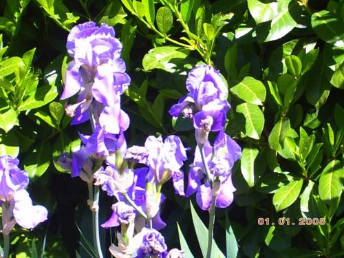 nature 7 mai 2009 006 hf.jpg