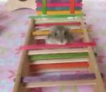 vidéo hamster course agility
