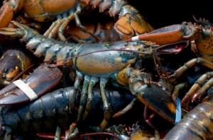 Découvrez en vidéo : le plus grand sandwich au homard du monde Homard (illustration)