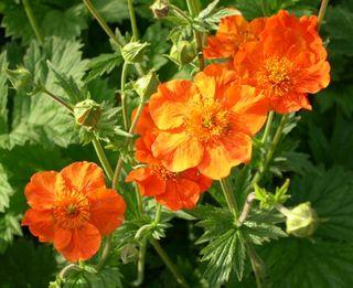 Spécial fleurs pour belle-maman! Spécial fleurs pour belle-maman!