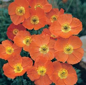 Spécial fleurs pour belle-maman! Spécial fleurs pour belle-maman!