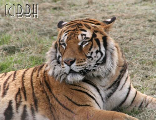 planète sauvage tigre panthera tigris
