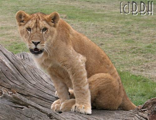 planète sauvage lionceau panthera leo
