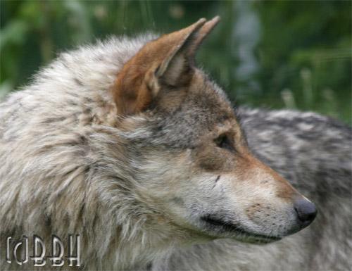 planète sauvage loup canis lupus