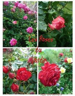 rosiers en fleur