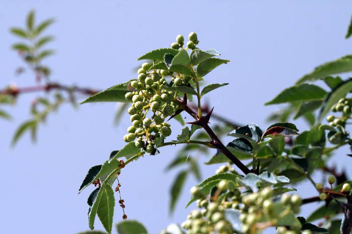 Sichuan pepper blossom poivre du Sichuan  Zanthoxylum piperitum