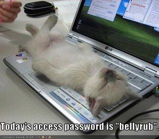 Le lolcat du jour Le lolcat du jour