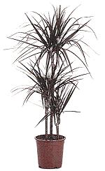 Dracaena Marginata Dracaena Marginata