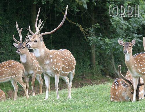 cerf axis planète sauvage