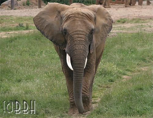 éléphant loxodonta africana planète sauvage