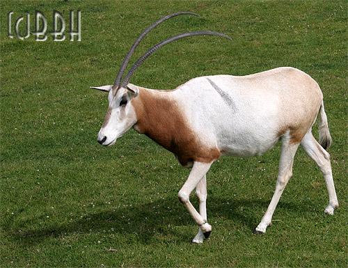 oryx algazelle oryx dammah planète sauvage
