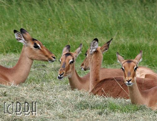 impala aepyceros melampus planète sauvage