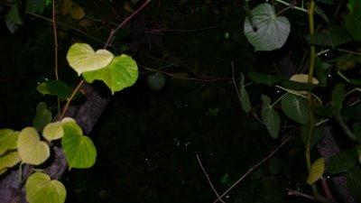 Jean-François Agostini Jean-François Agostini