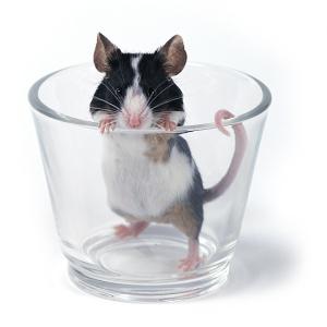 glass of... mouse