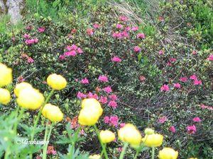 Trolles_et_rhododendrons