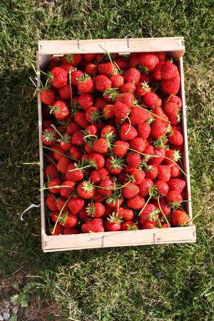 Confiture de fraises à l'eau de rose 014