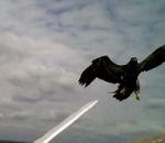 Un rapace s'attaque à un avion radiocommandé vidéo aigle rapace avion radiocommandé