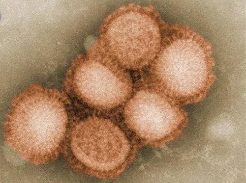 h5n1 virus grippe porcine
