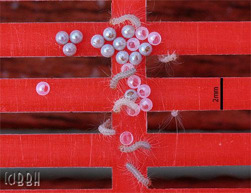 Et des oeufs sortirent des chenilles... oeufs papillon chenilles