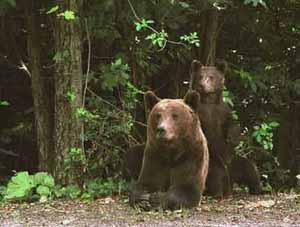 A Sinaia,Delocalisation des ours A Sinaia,Delocalisation des ours