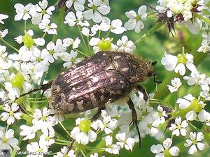Un petit scarabée dévoreur de fleurs de Rosacées... Cétoine hirsute • Oxythyrea funesta