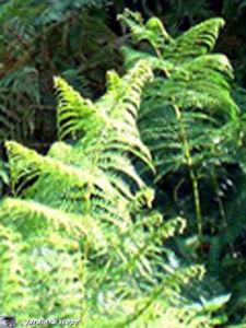 Un petit scarabée dévoreur de fleurs de Rosacées... Fougère aigle