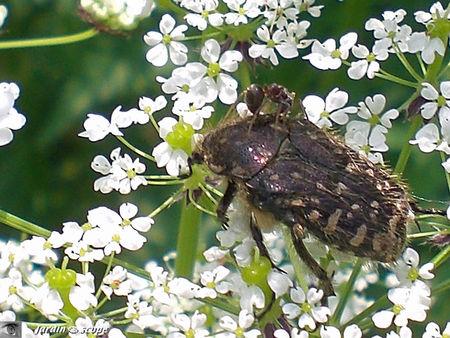 Un petit scarabée dévoreur de fleurs de Rosacées... Oxythyrea funesta et fourmis