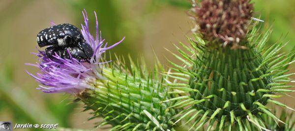 Un petit scarabée dévoreur de fleurs de Rosacées... Cétoine hirsute • Oxythyrea funesta in-copula