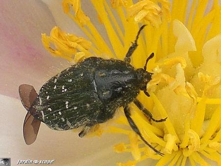Un petit scarabée dévoreur de fleurs de Rosacées... Cétoine hirsute • Oxythyrea funesta