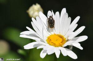 Un petit scarabée dévoreur de fleurs de Rosacées... Cétoine hirsute • Oxythyrea funesta