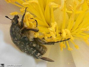 Un petit scarabée dévoreur de fleurs de Rosacées... Cétoine hirsute • Oxythyrea funesta