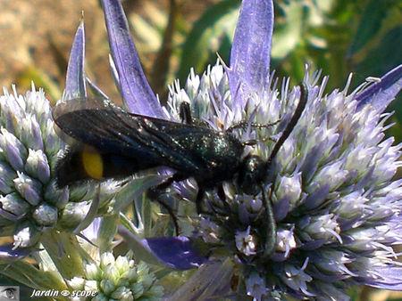 Un petit scarabée dévoreur de fleurs de Rosacées... Scolie hirsute