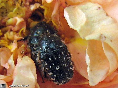 Un petit scarabée dévoreur de fleurs de Rosacées... Cétoine hirsute • Oxythyrea funesta in copula